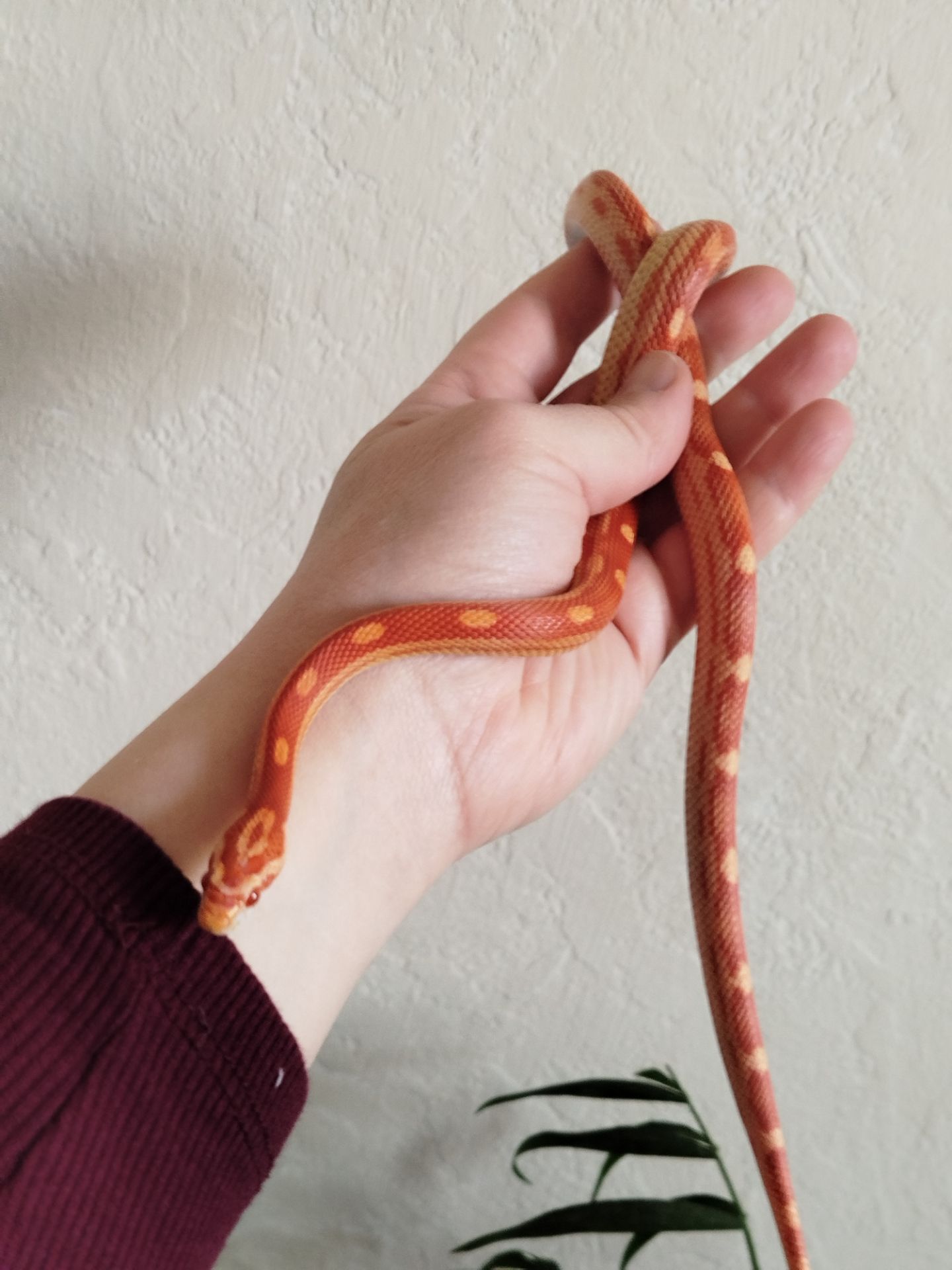 Маисовый полоз 🐍