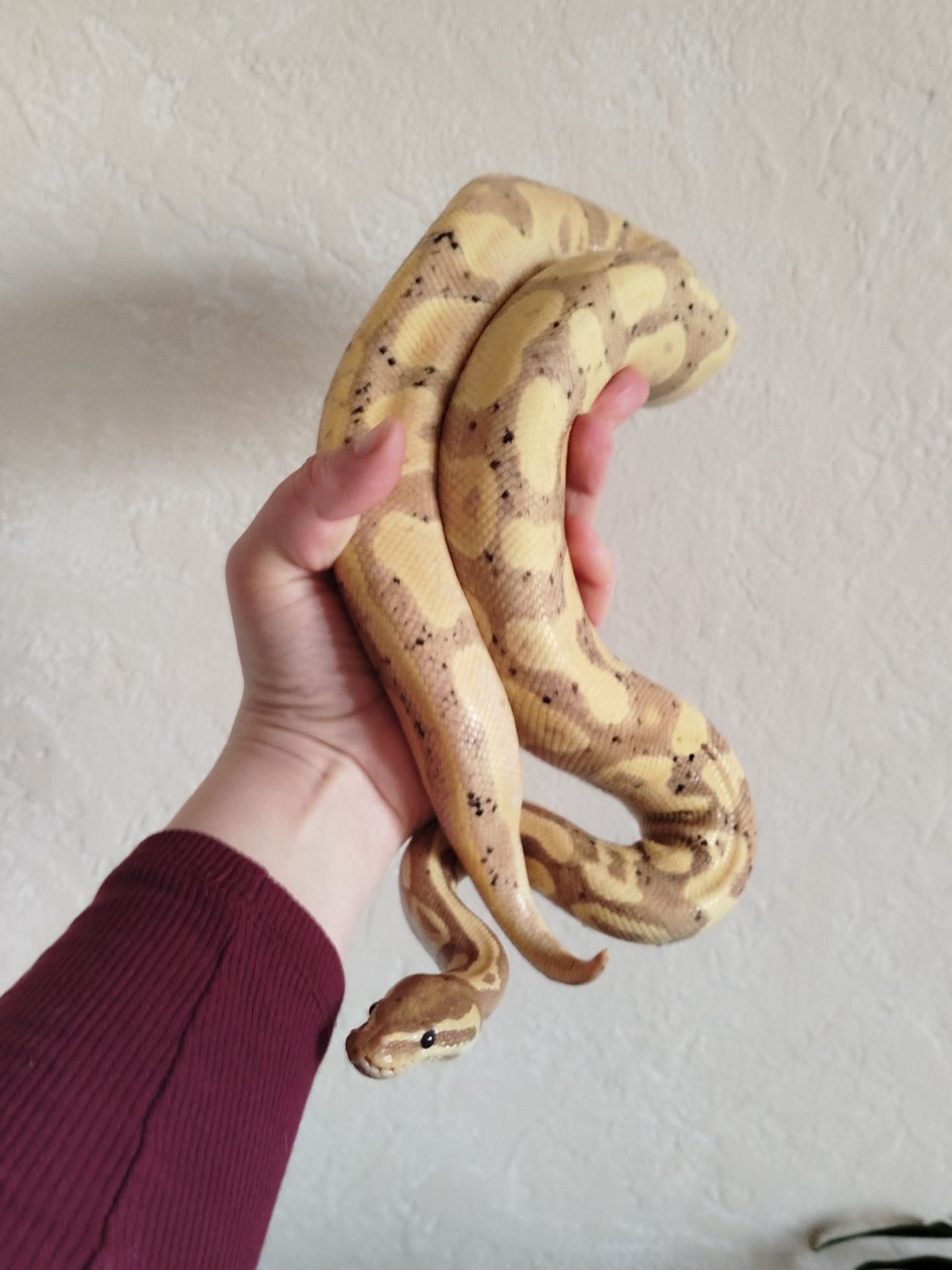 Королевский питон