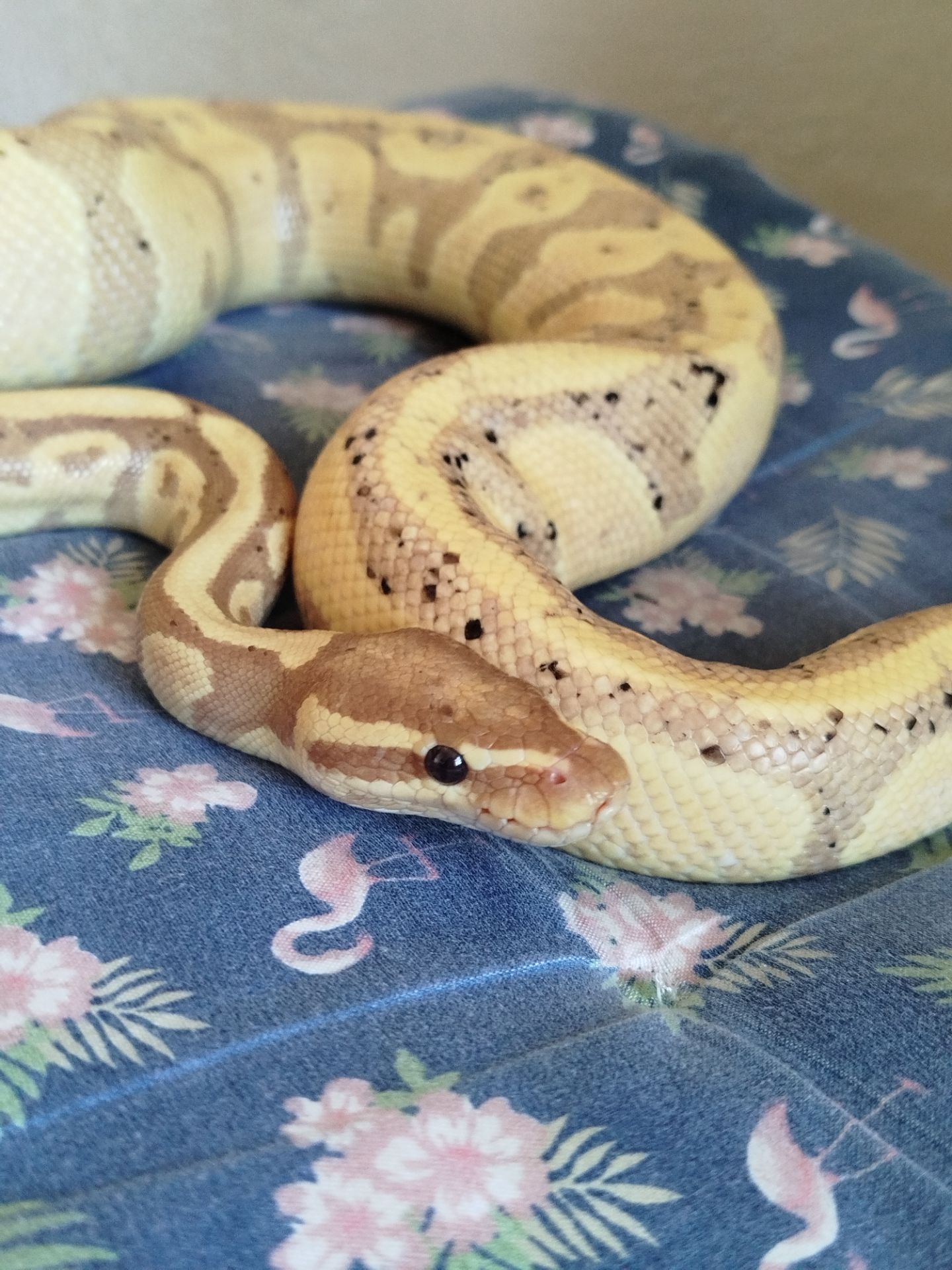 Королевский питон