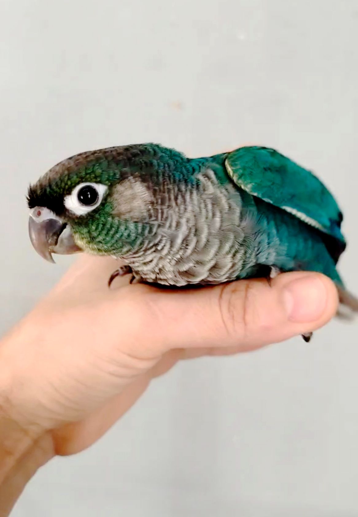 Ручний папуга піррура синього кольору