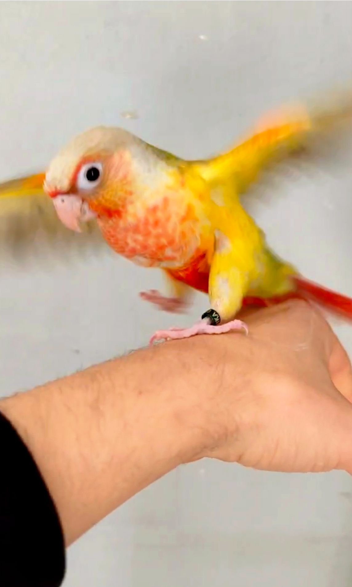 Ручний папуга піррура