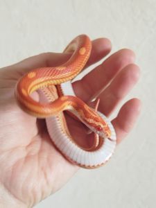 Маисовый полоз 🐍