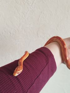 Маисовый полоз 🐍