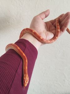 Маисовый полоз 🐍