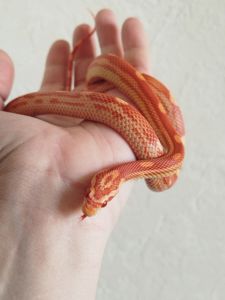 Маисовый полоз 🐍