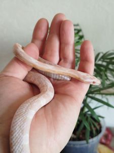 Маисовый полоз 🐍