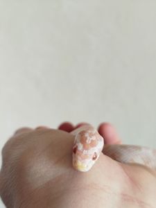 Маисовый полоз 🐍