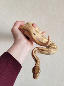 Королевский питон