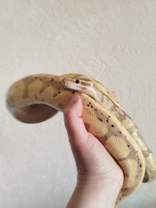Королевский питон