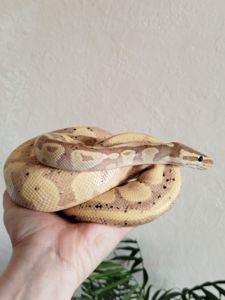 Королевский питон