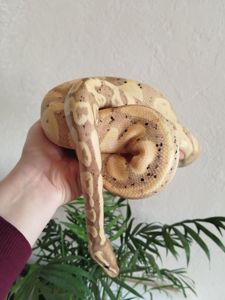 Королевский питон