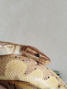 Королевский питон