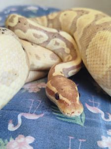 Королевский питон