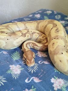 Королевский питон