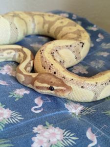 Королевский питон