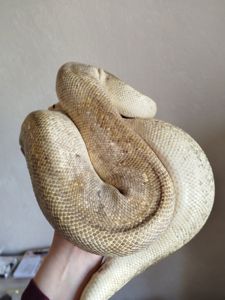 Самка королевского питона. Региус