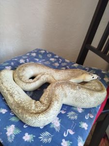 Самка королевского питона. Региус