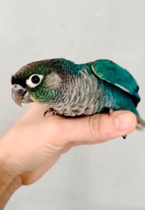 Ручний папуга піррура синього кольору