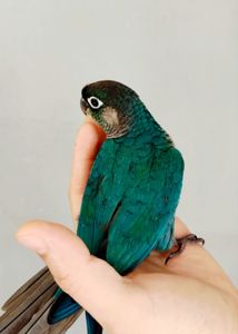 Ручний папуга піррура синього кольору