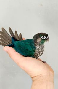 Ручний папуга піррура синього кольору