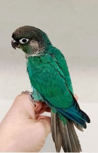 Ручний папуга піррура синього кольору