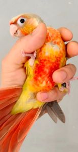 Ручний папуга піррура