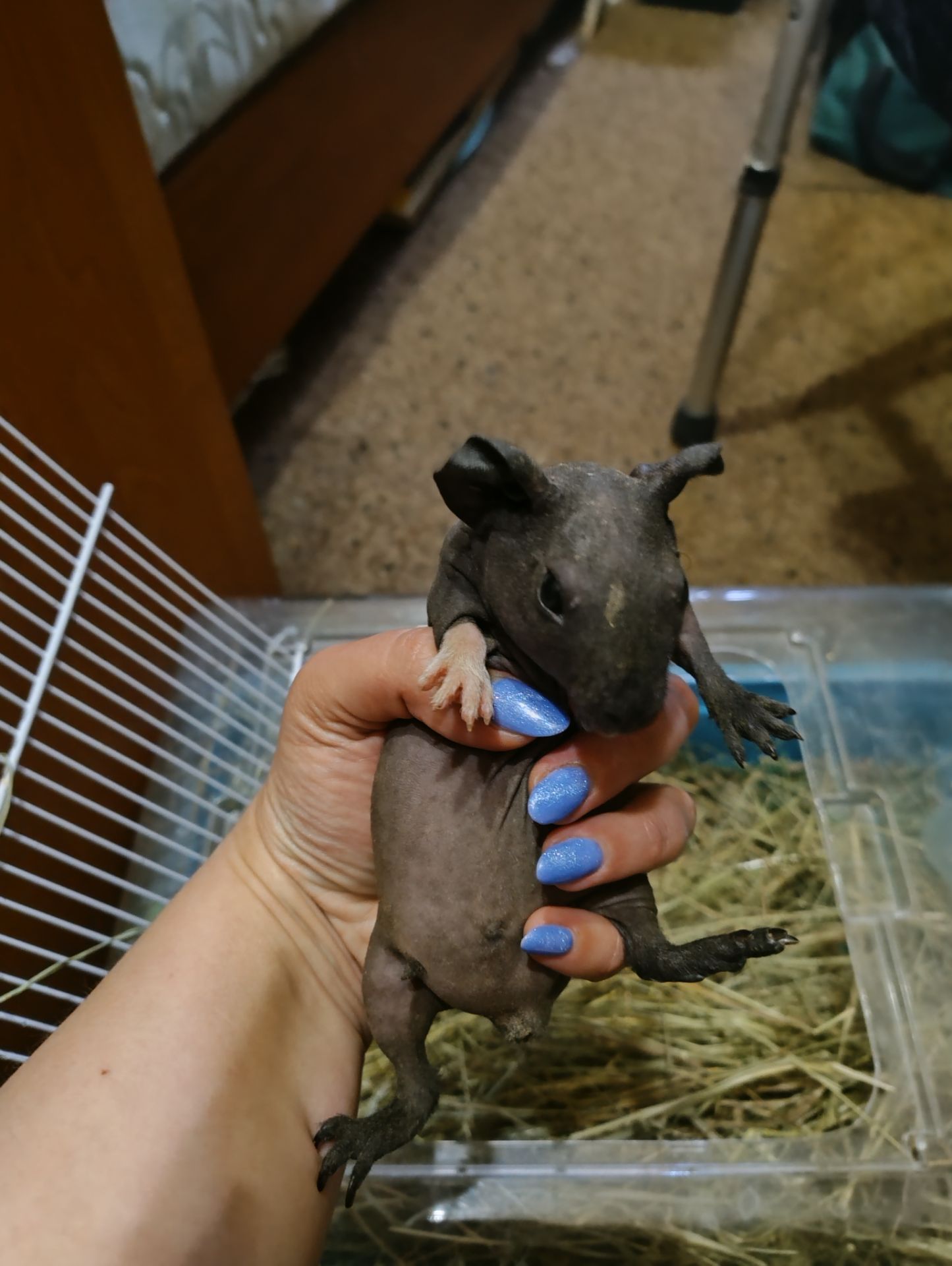 Свинки скіні