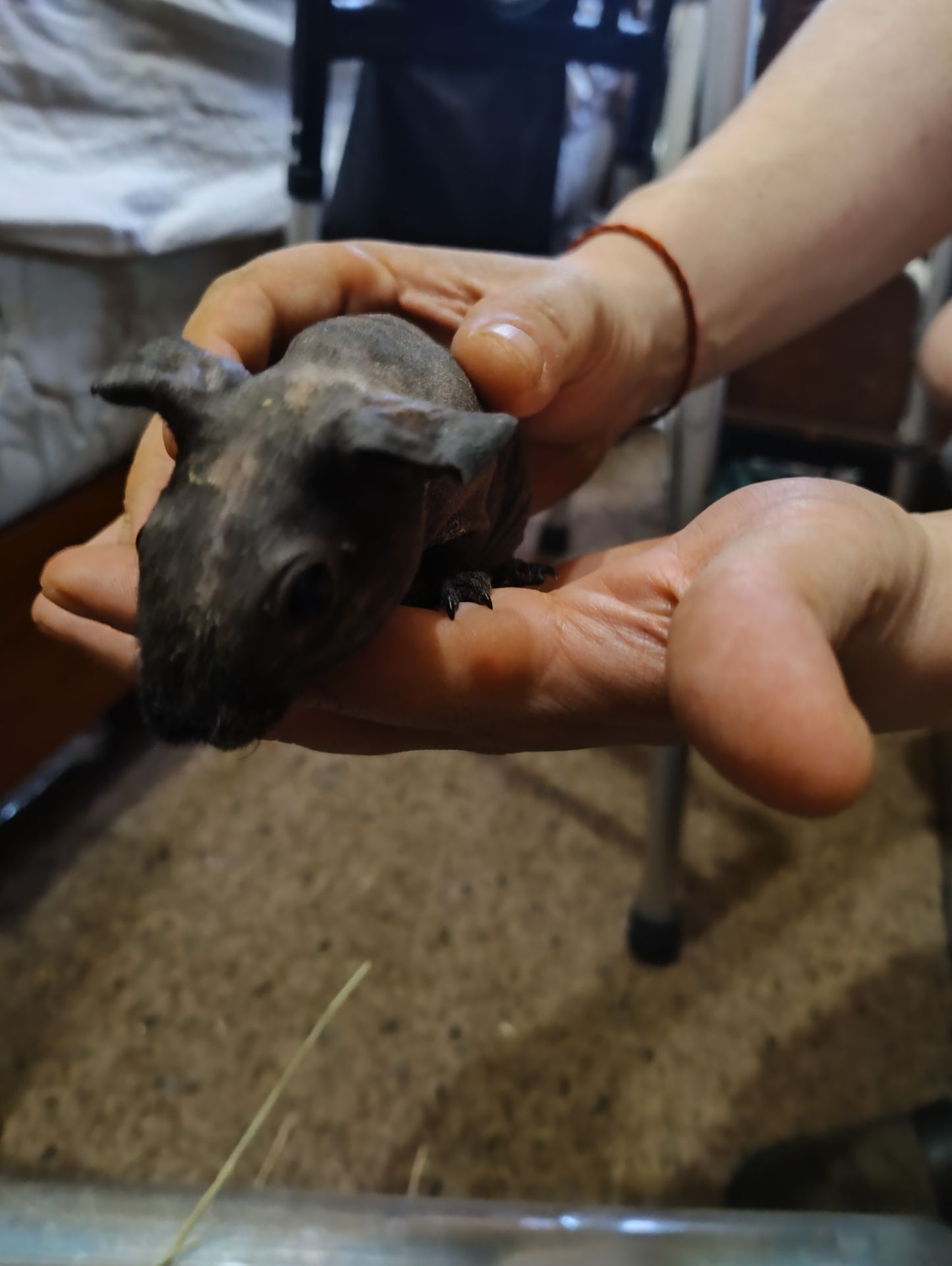 Свинки скіні