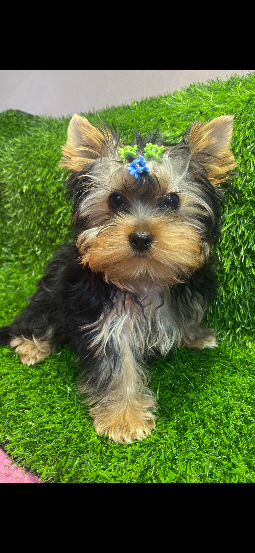 Цуценята йоркширского терʼєра