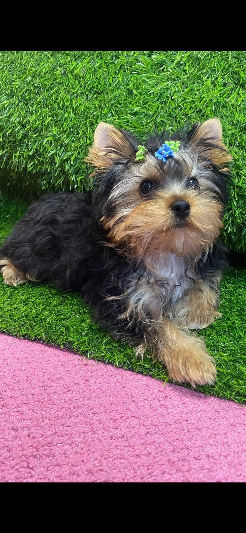 Цуценята йоркширского терʼєра