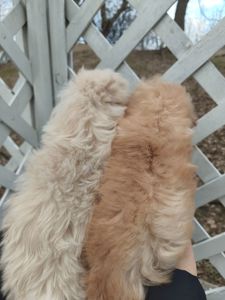 Мальтипу дівчата f1