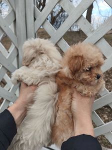 Мальтипу дівчата f1