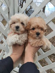 Мальтипу дівчата f1