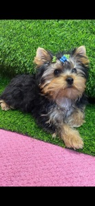 Цуценята йоркширского терʼєра