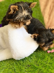 Цуценята йоркширского терʼєра