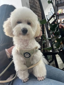 Чудові цуценята мальтіпу