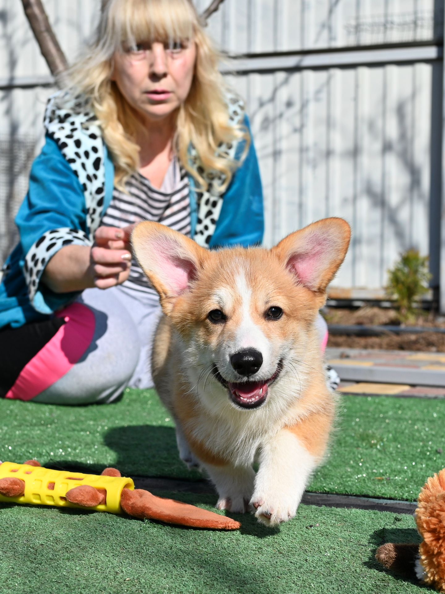 Цуценя вельш коргі пемброк 3 місяці