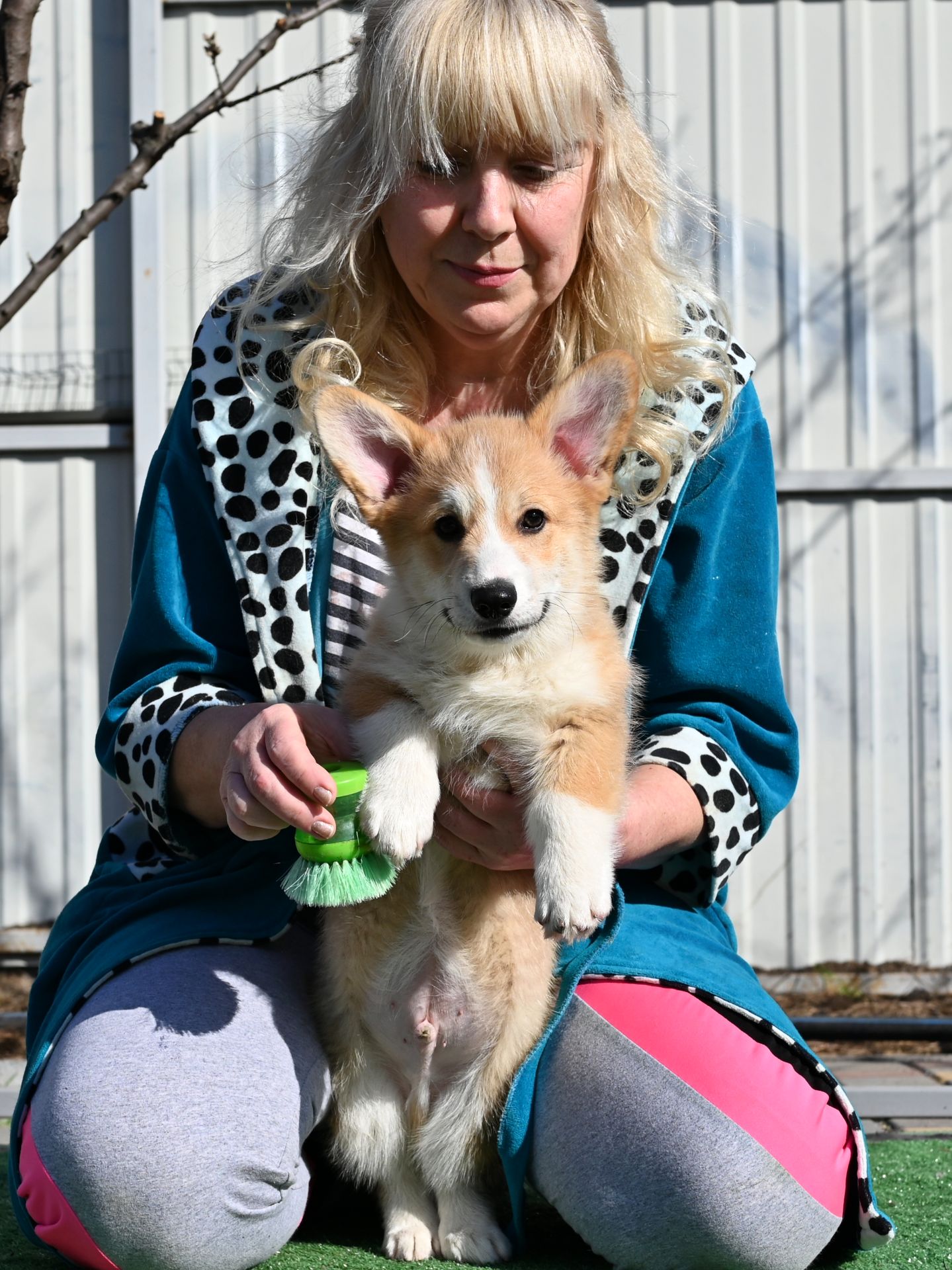 Цуценя вельш коргі пемброк 3 місяці