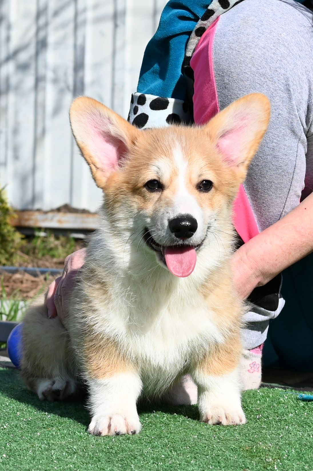 Цуценя вельш коргі пемброк 3 місяці