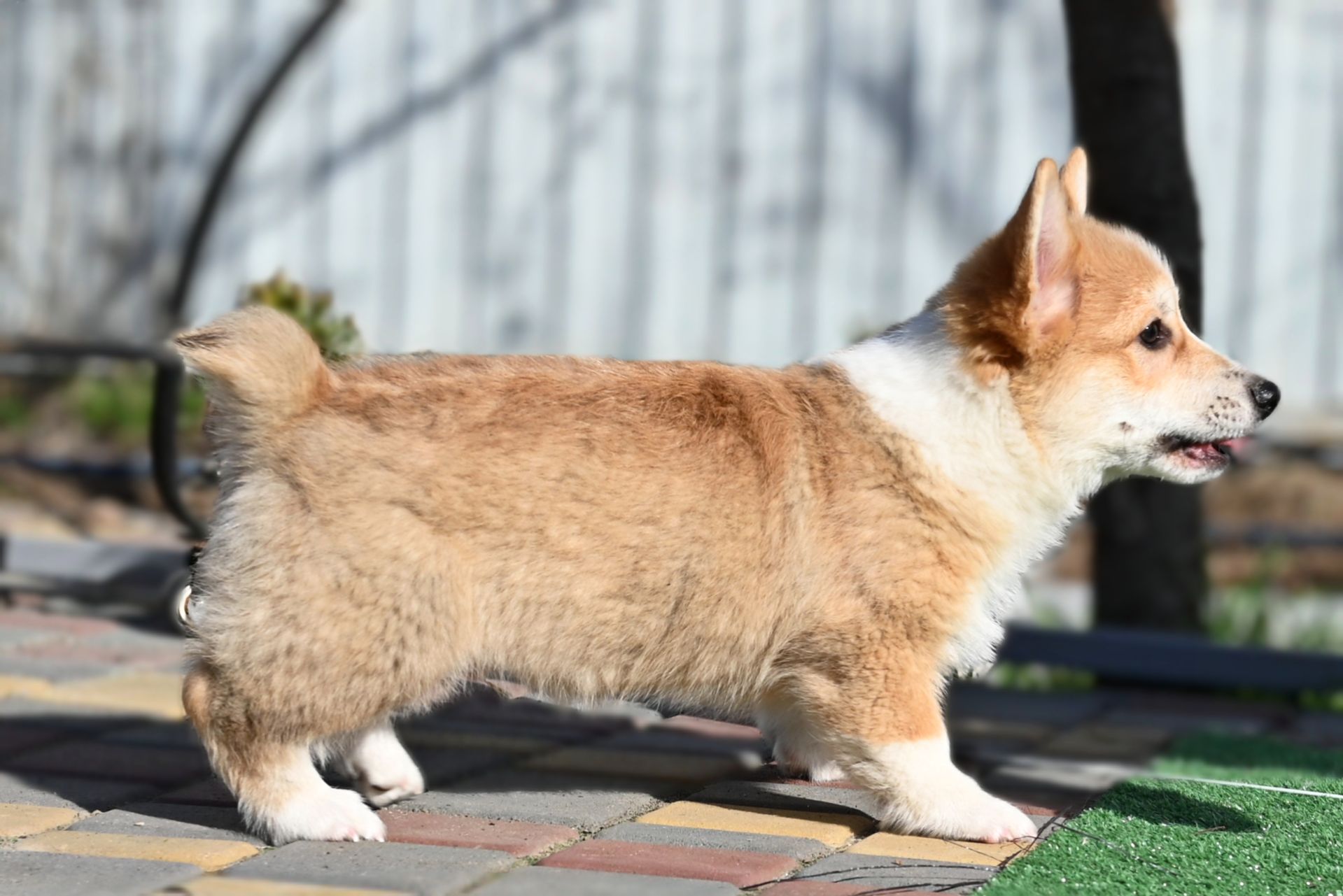 Цуценя вельш коргі пемброк 3 місяці