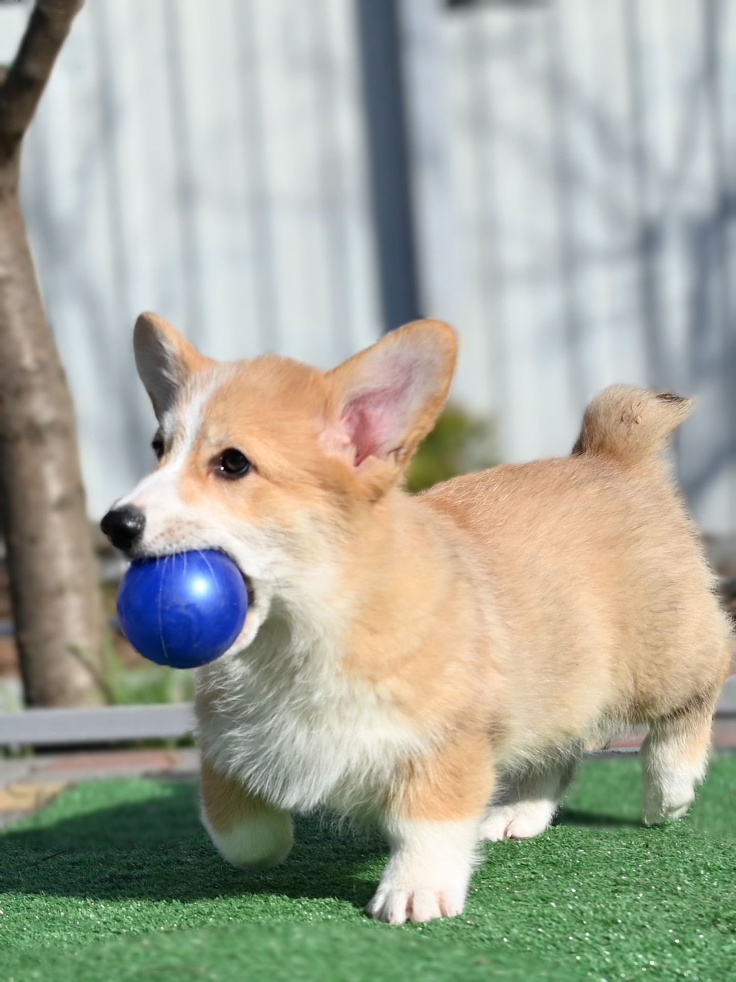 Цуценя вельш коргі пемброк 3 місяці