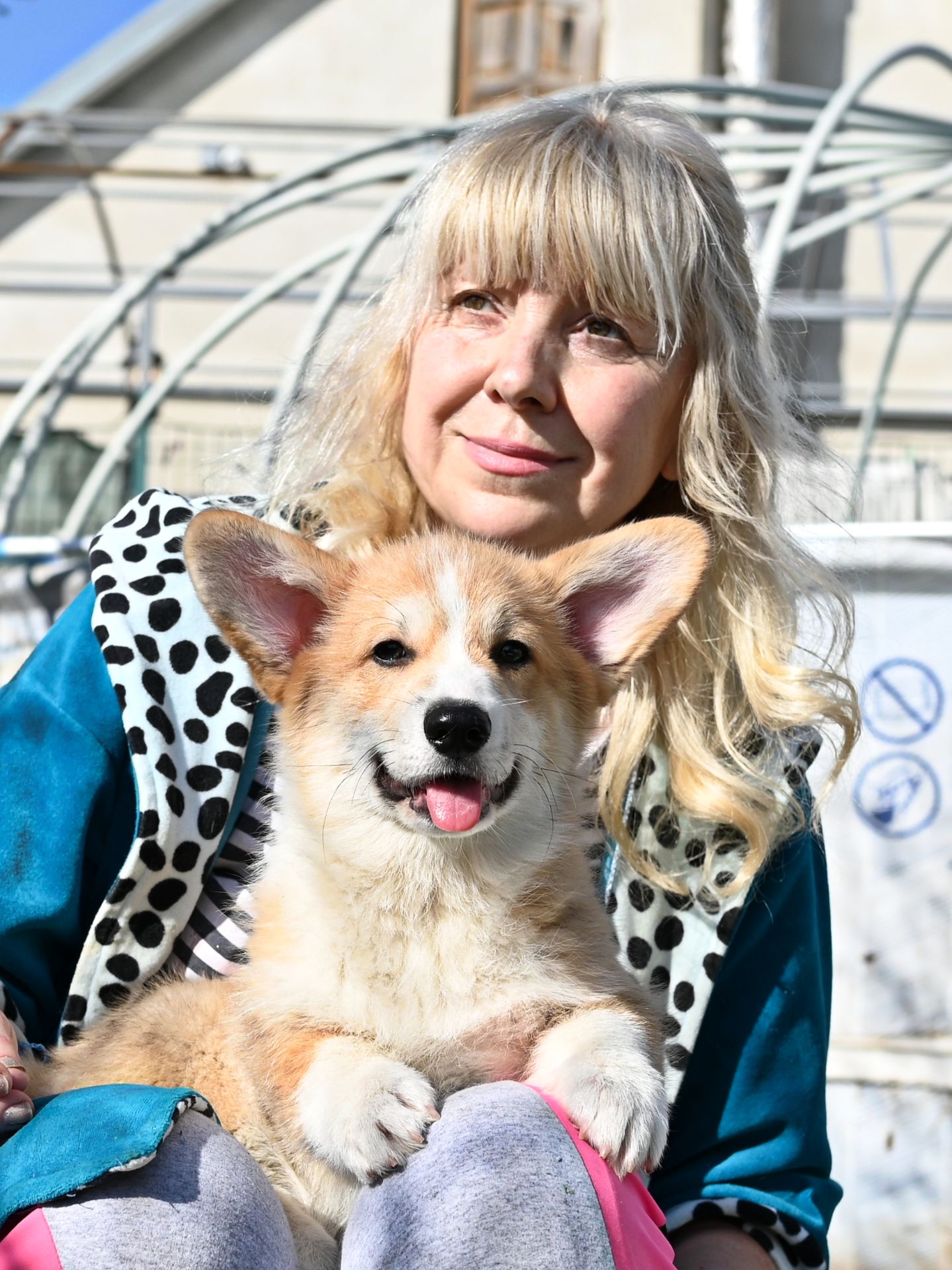 Цуценя вельш коргі пемброк 3 місяці