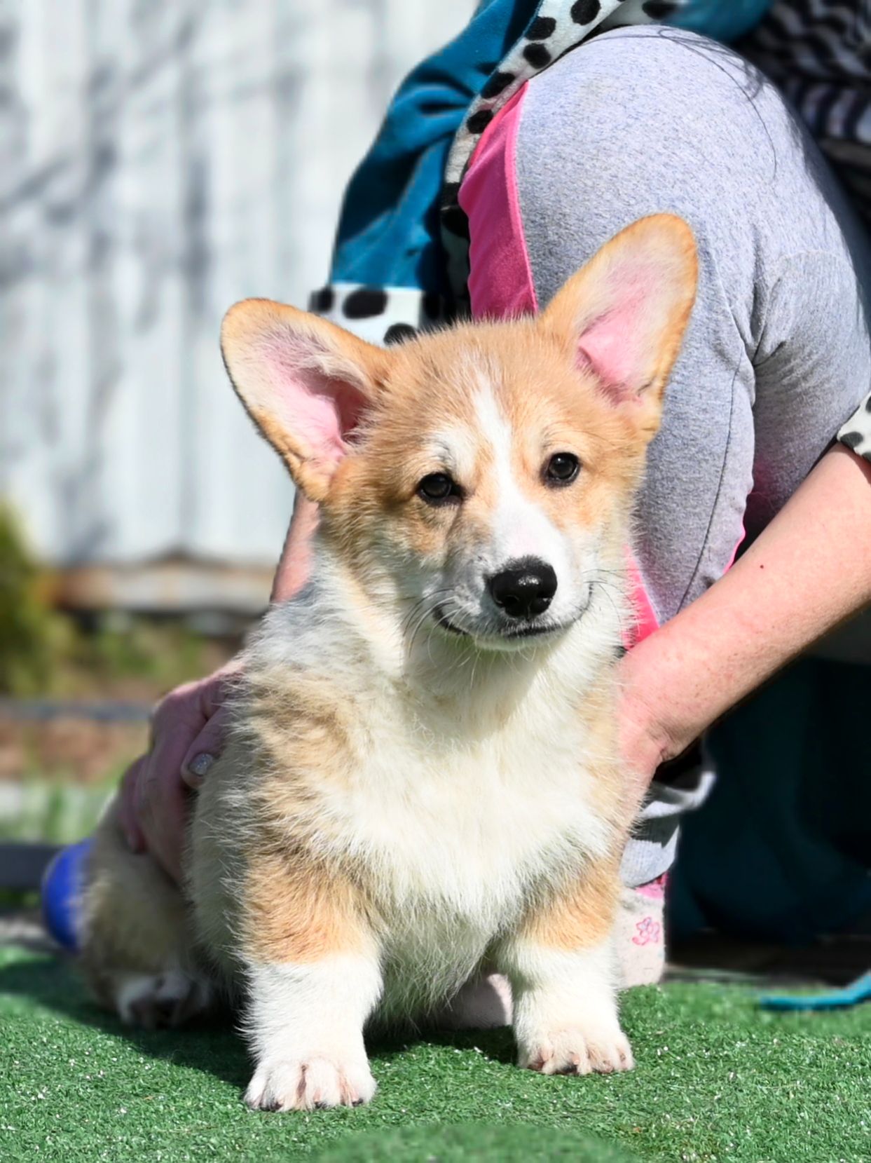 Цуценя вельш коргі пемброк 3 місяці