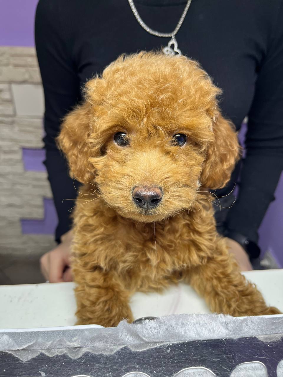 Щенок пуделя 4 месяца