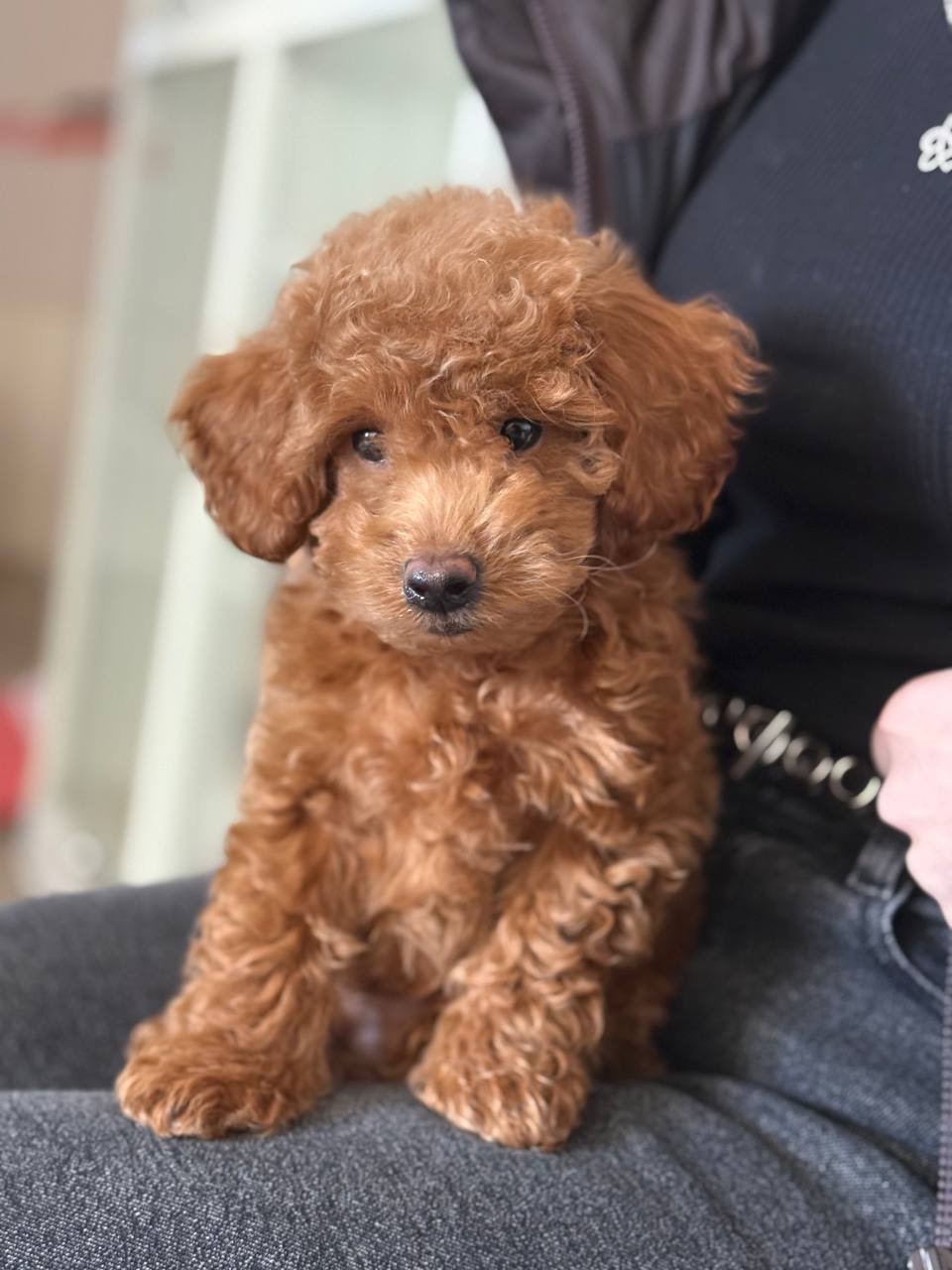 Щенок пуделя 4 месяца