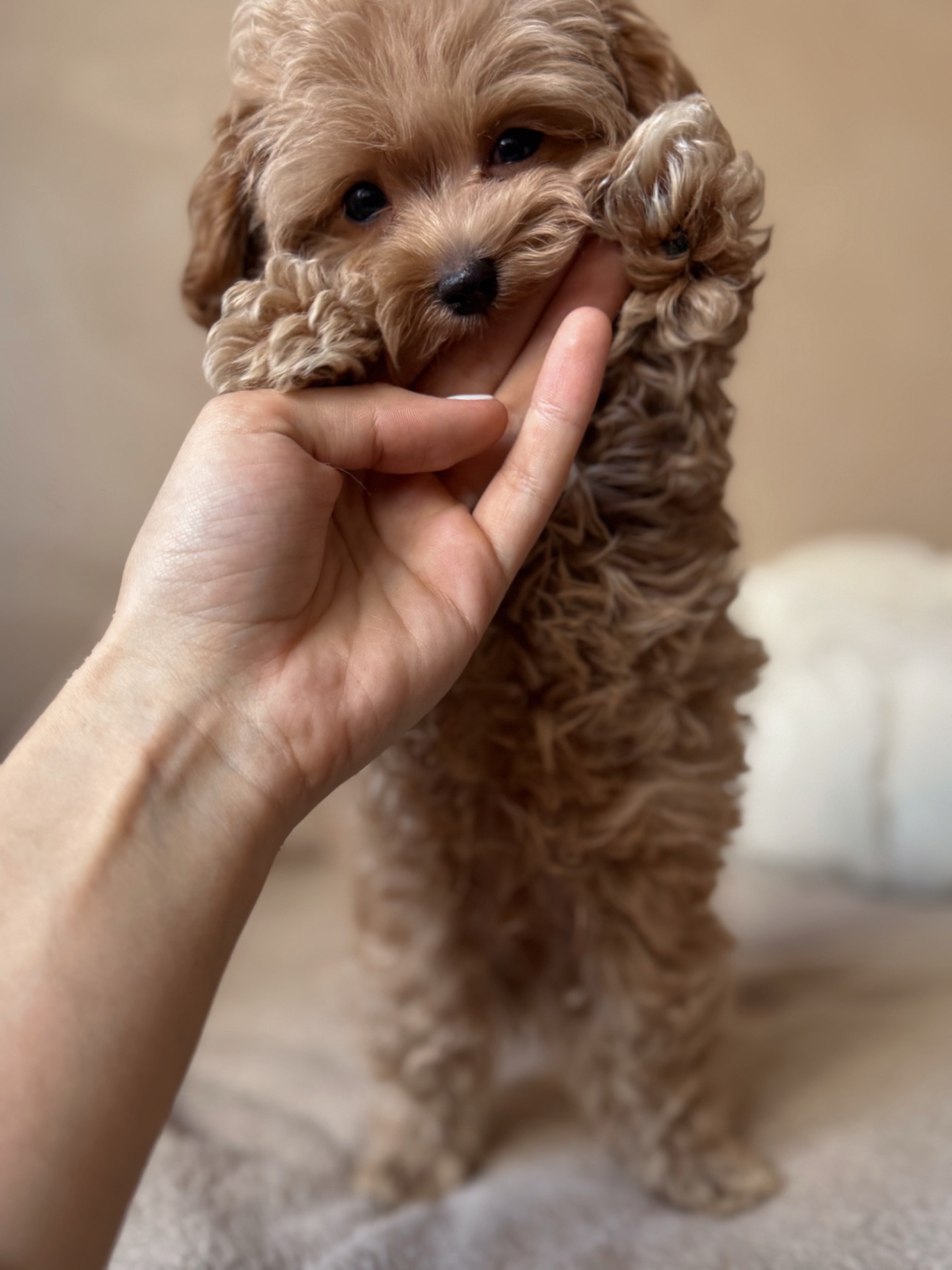 Розкішний хлопчик мальтипу Ф1, супер міні