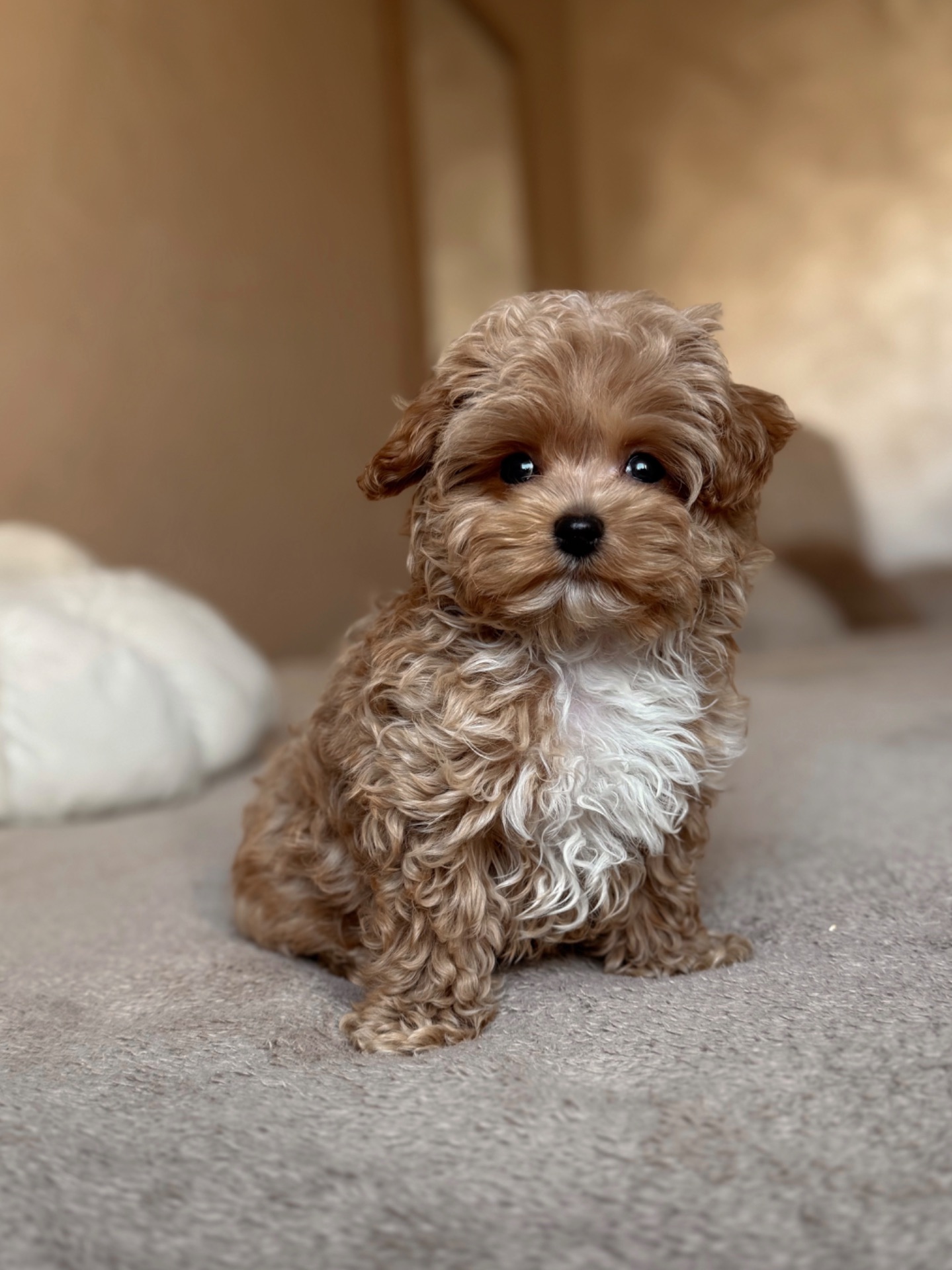 Розкішний хлопчик мальтипу Ф1, супер міні