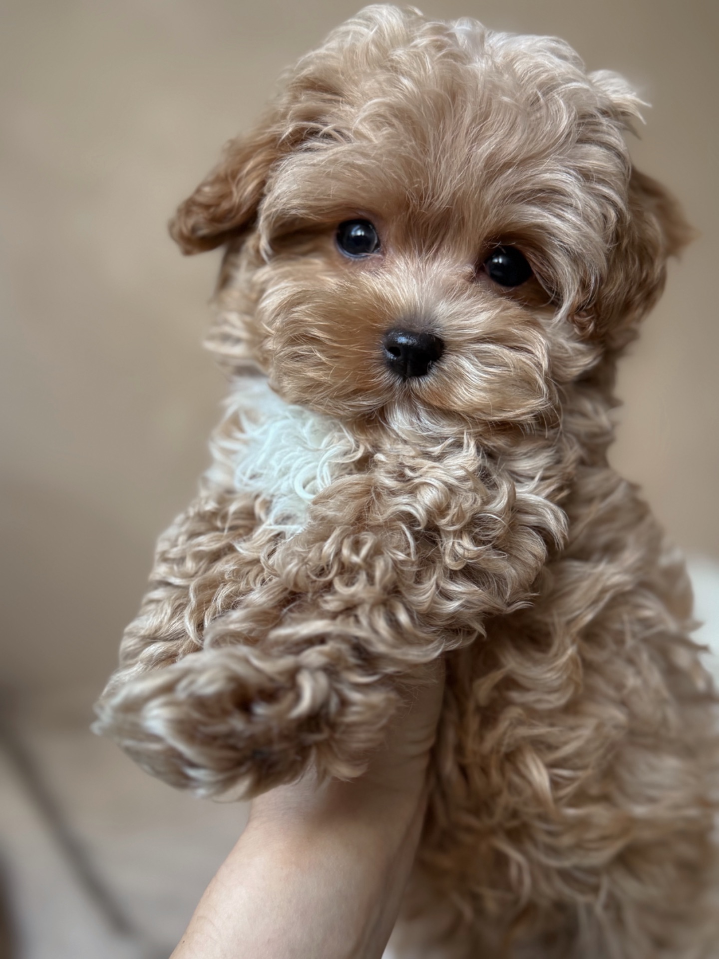 Розкішний хлопчик мальтипу Ф1, супер міні