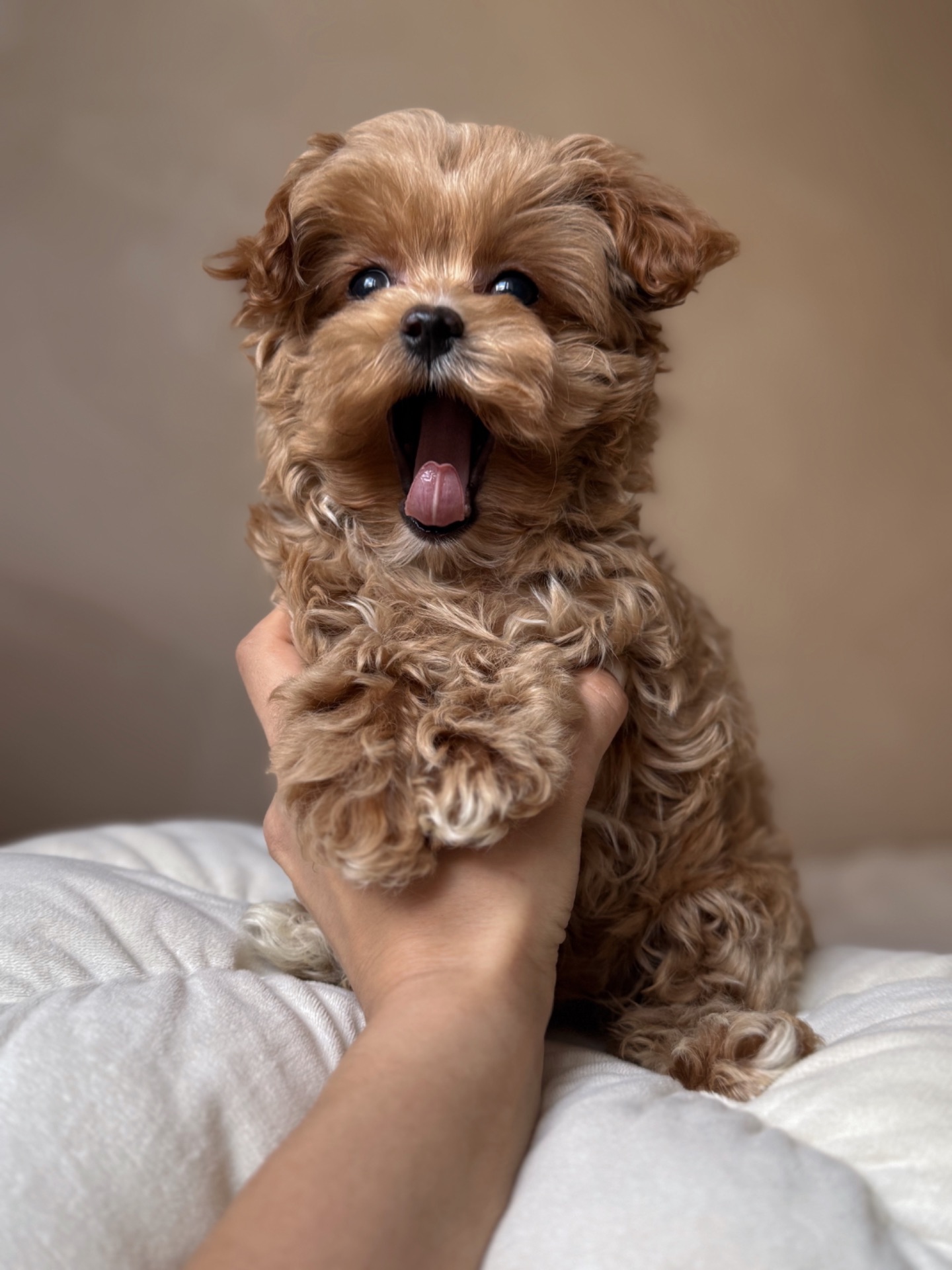 Розкішний хлопчик мальтипу Ф1, супер міні