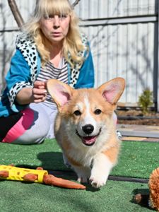 Цуценя вельш коргі пемброк 3 місяці